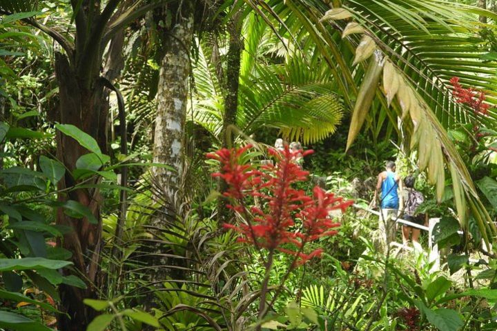 Rainforest Nature Walk from San Juan in Puerto Rico image