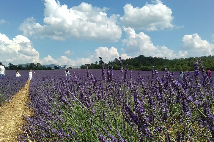 9 Hour private tour special : the breathtaking Lavenderfields image