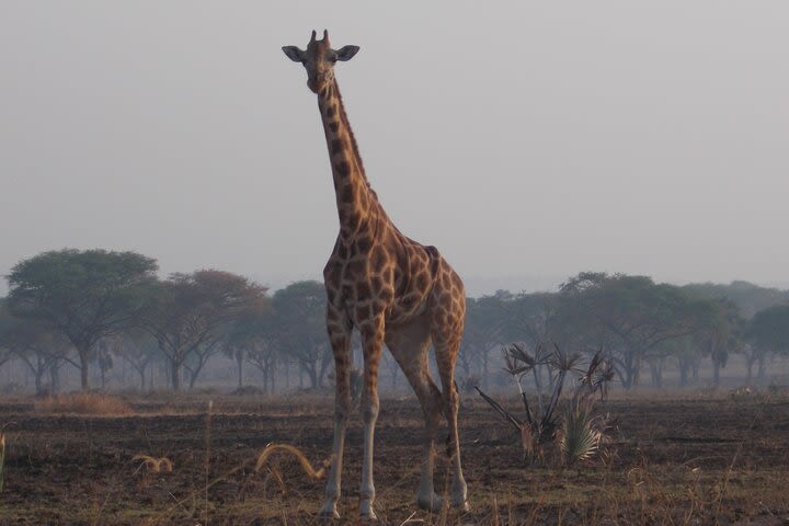 1 Day Lake Mburo Wildlife safari image