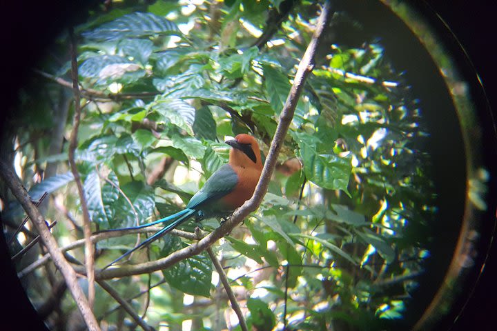 Virtual Birdwatching Tour at the Panama Canal image