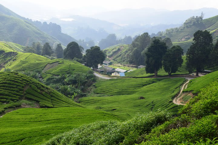 Cameron Highlands, Garden of Nature Full Day Tour + Steamboat Lunch  image