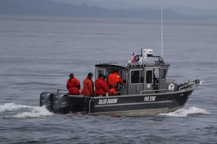 Ultimate Marine Whale & Wildlife Tour image