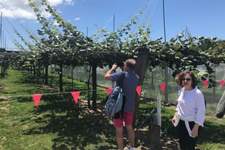 4hr Shore Excursion - History and Tasting Tour FREE Kiwifruit Ice Cream image