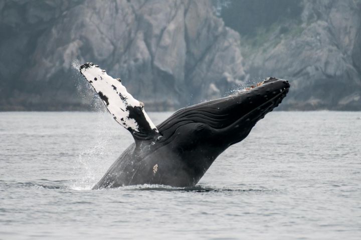 Juneau Wildlife Whale Watching & Mendenhall Glacier Tour image