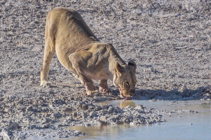 Botswana-Chobe national Park Savuti 3 nights camping image