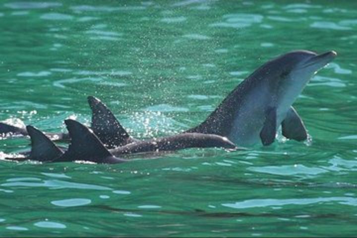 Dolphins and Jozani National Park Private Tour in Zanzibar image