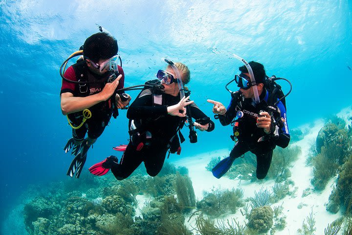 Scuba Diving with Professional Instructor at Playa del Carmen image