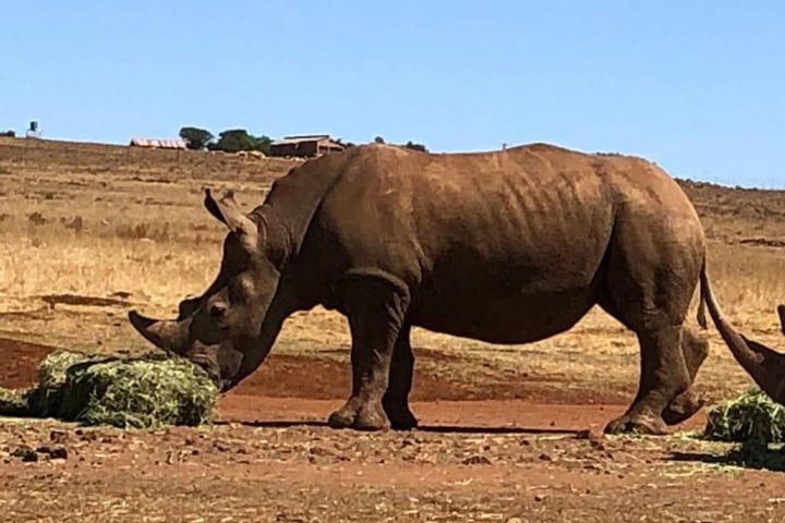 Rhino & Lion Nature Reserve  image