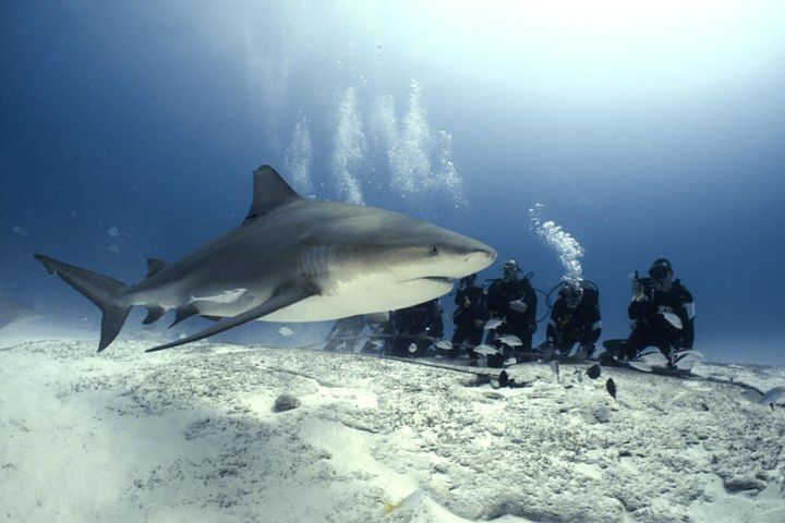 Bull Shark Dive in Playa del Carmen - 2-tanks / Only For Certified Divers image