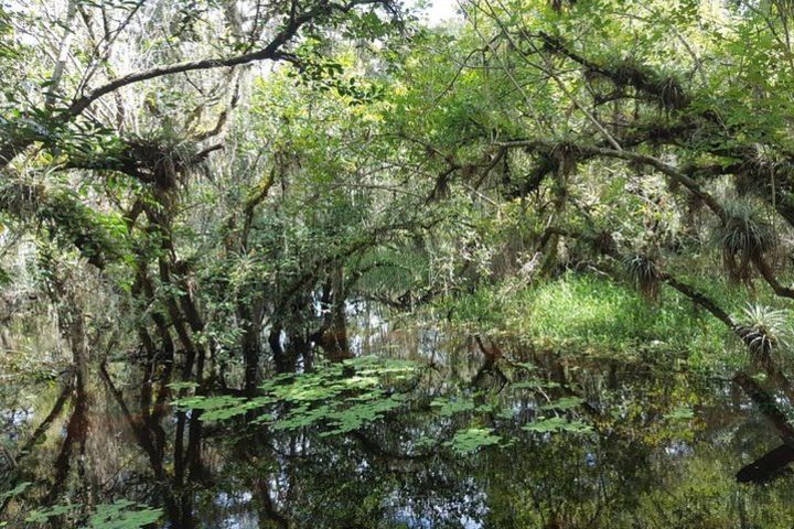 Everglades National Park Biologist Led Adventure: Cruise, Hike + Airboat image