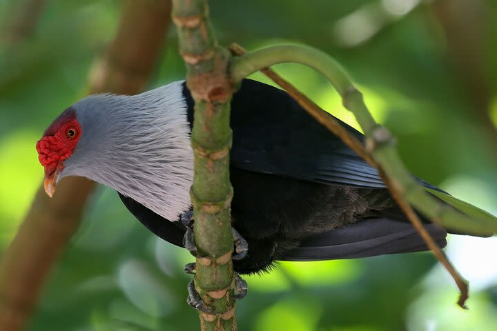 Nature trail - Glacis Noire (Praslin) image