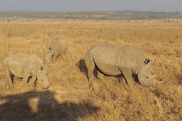 Half day game drive in Nairobi National Park  image