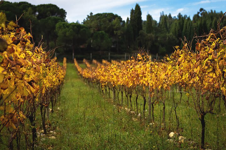 Bairrada and Aveiro — the perfect marriage image