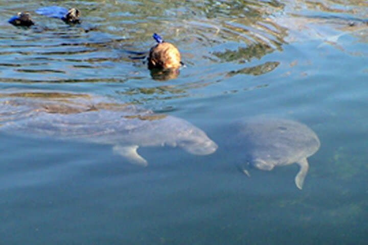 Swim with the Manatees, Wildlife Park, Airboat Ride - the original 'Florida Adventure Tour'  image