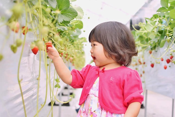 [Okinawa / Nanjo / Strawberry picking] Compare multiple varieties! "Island Strawberry" All-you-can-eat plan 40 minutes image