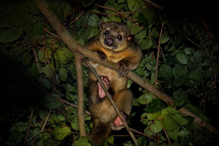 Night Mangrove Safari Boat Tour with Dinner image