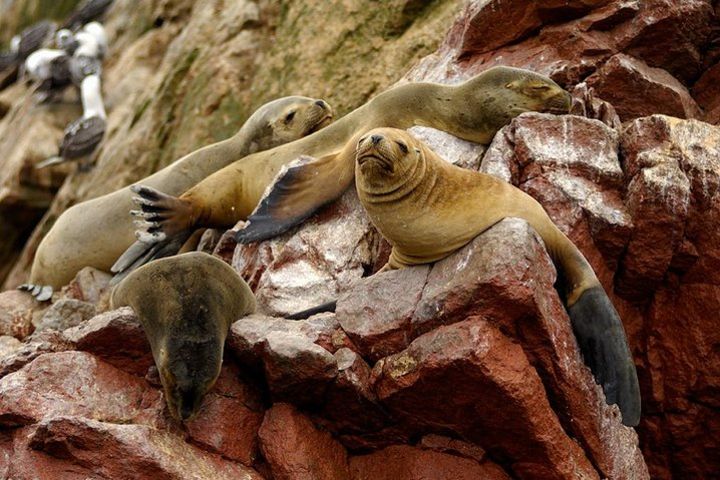 Ballestas Islands for Cruise Ship Passenger Paracas Harbour  image