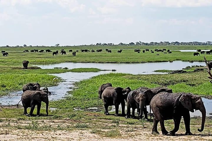 Hwange Safari Daytrip from Vic-Falls image