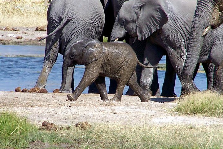 3-Day, All-Inclusive Etosha Wildlife Safari in Namibia image