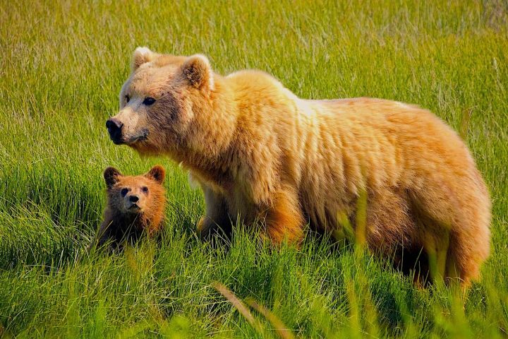 4-day Alaska Bears Base Camp from Kenai, Alaska image