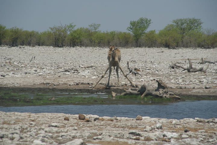 3 Day Etosha Self Drive Tour image