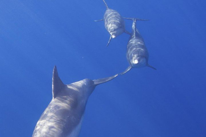 Leeward Coast Dolphin and Snorkel Sail image