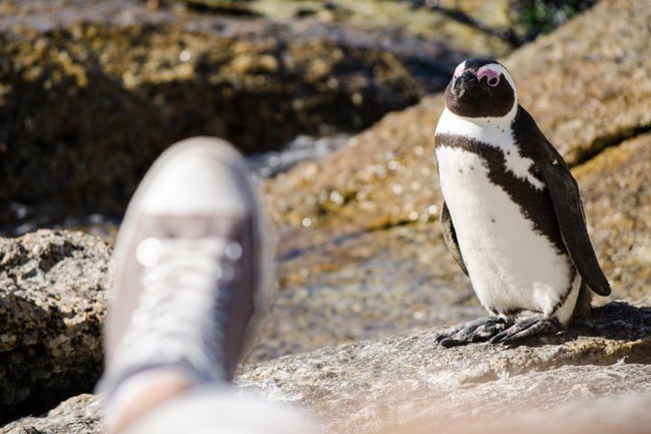 Half day am or pm Boulders Beach & Penguins with visit to Cape Point Great tour image