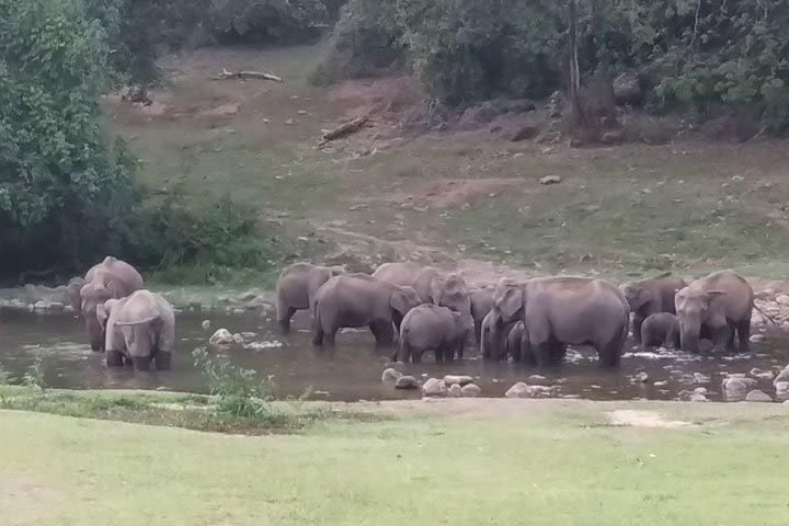 Anakulam Wild elephant Visiting image