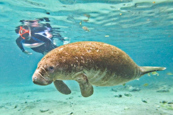 Crystal River Manatee Swim or Boat Ride image