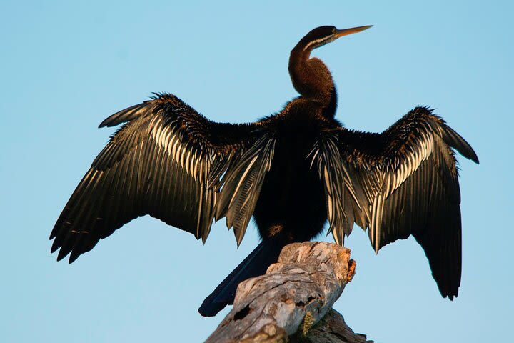 Bundala National Park Safari from Galle image