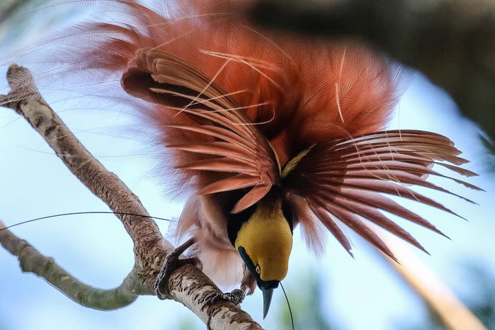 Birding & Cultural Tour - Port Moresby & Mt. Hagen image