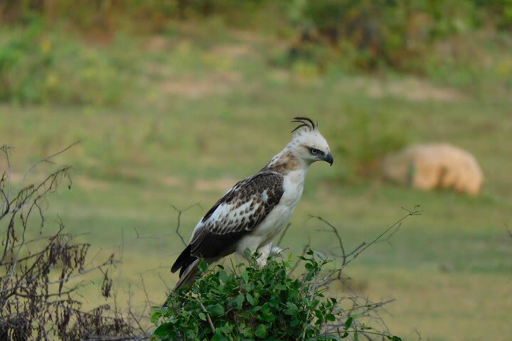 Weheragala (Yala Block 5) 7 hours safari image