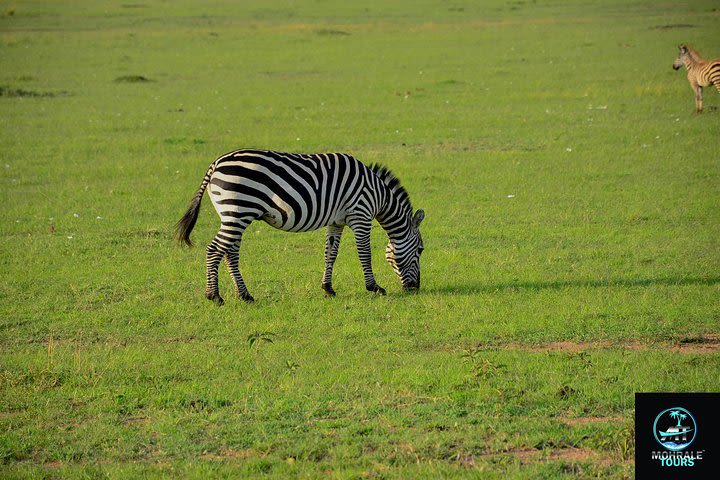 3 days 2 nights Maasai Mara Mid-Luxury safari image