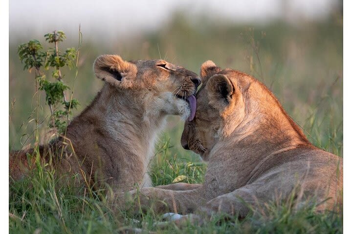  4 Days Masai Mara/Lake Nakuru image