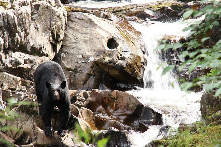 Neets Bay Bear Adventure & Flightseeing  image