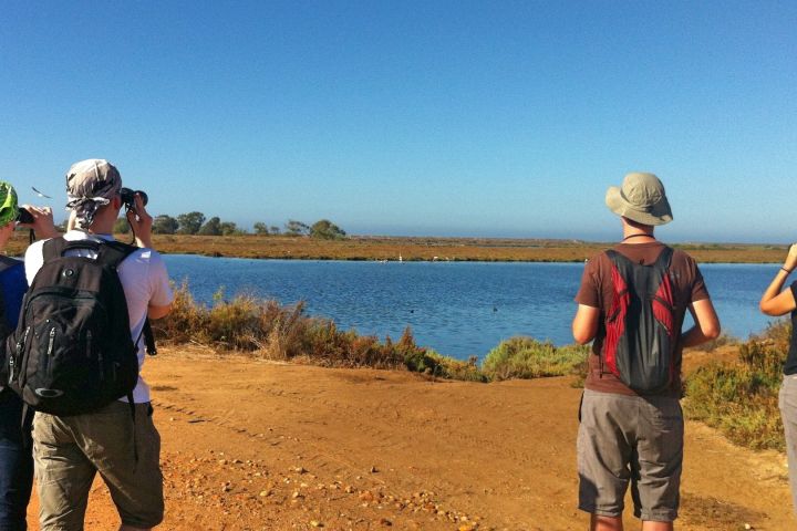 Ria Formosa Birdwatching Tour from Faro image