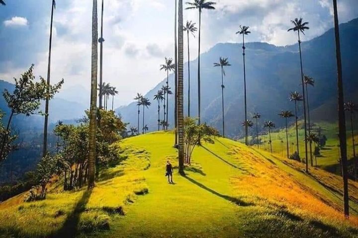 Cocora Valley & Coffee Farm Tour image