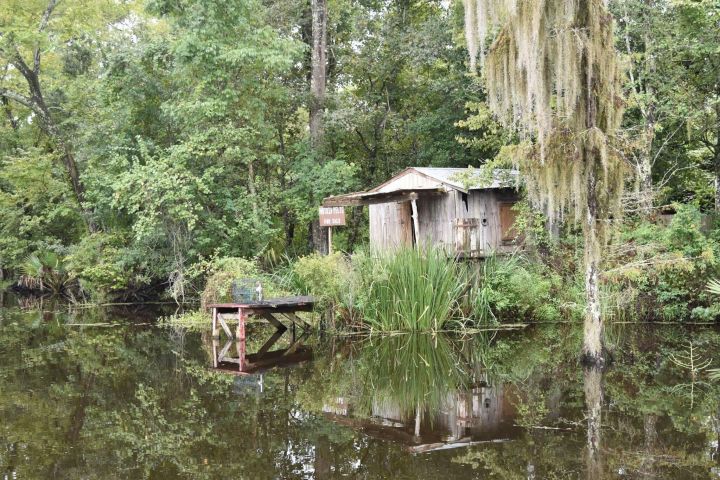 90-Minute Jean Lafitte Swamp Tour image