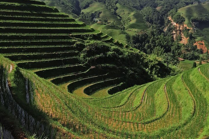 Private Custom Tour: 2 days Longji rice terraces private tour image