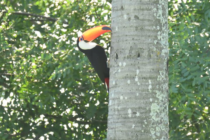 Birding and Nature Chaco Tour image