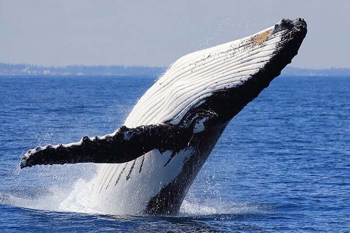 2 Hour Whale Watching Cruise image