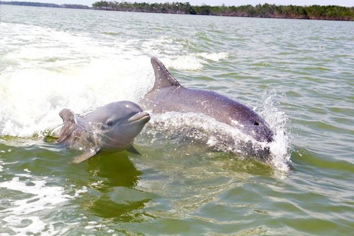 Small Group Motorboat Eco Tour of the Everglades image