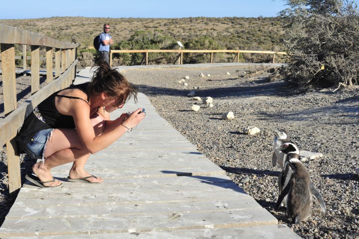 Punta Tombo Penguin Colony Tour image