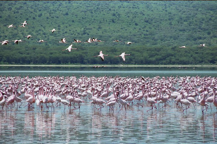 Lake Nakuru National Park Day Tour from Nairobi image