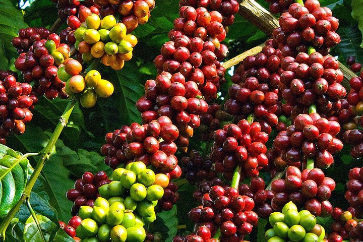 Amazing Coffee full-day tour in Buon Ma Thuot - Daklak image