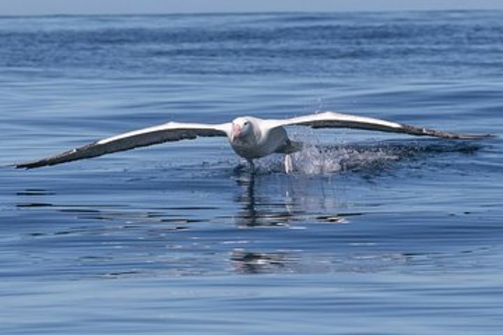 Dunedin Shore Excursion: Half-Day Wildlife Cruise and Portobello Village image