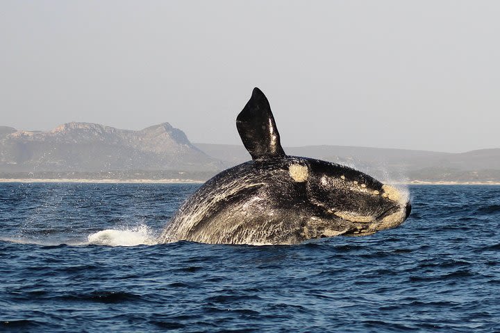 Marine Big 5 Safari: Self-Drive image