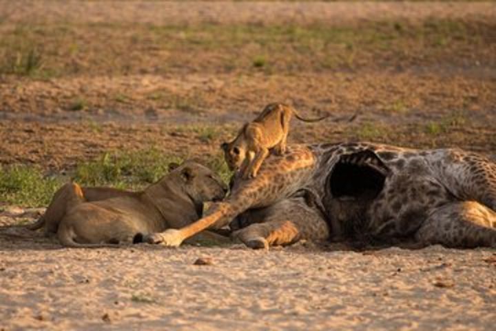 3 days Selous game reserve safari image