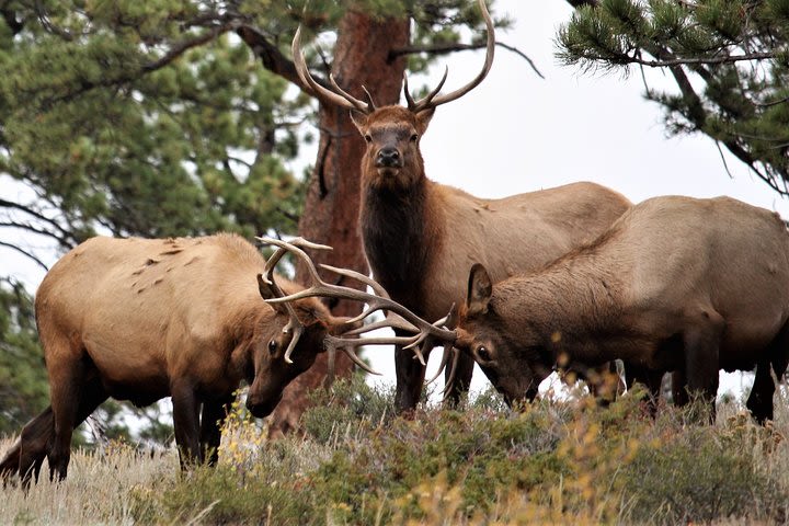 Rocky Mountain National Park Tour from Denver image