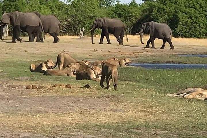 Hwange Day Trip image